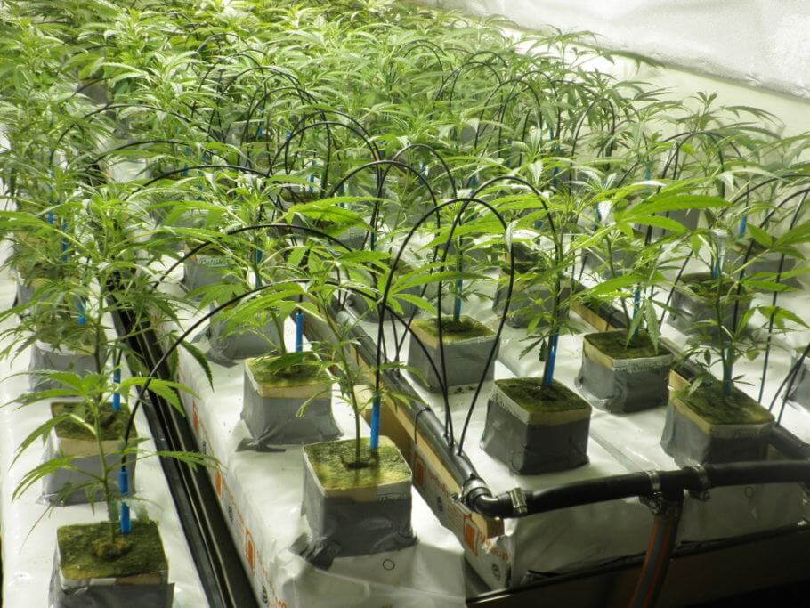 Automatic irrigation in a cannabis grow