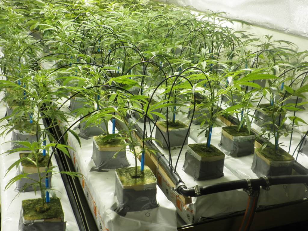 Riego automático en el cultivo de marihuana