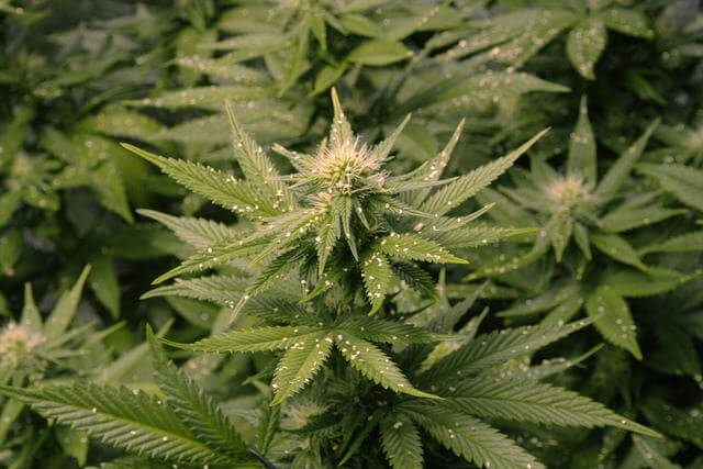 Uso responsable de los pesticidas en el cultivo de cannabis
