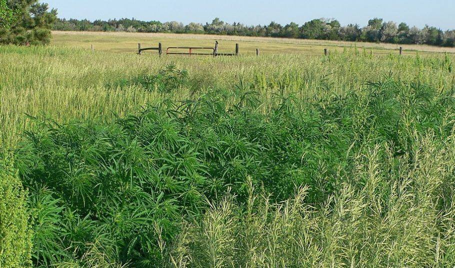 Cultivo de exterior de cannabis con plantas sanas y libres de plagas