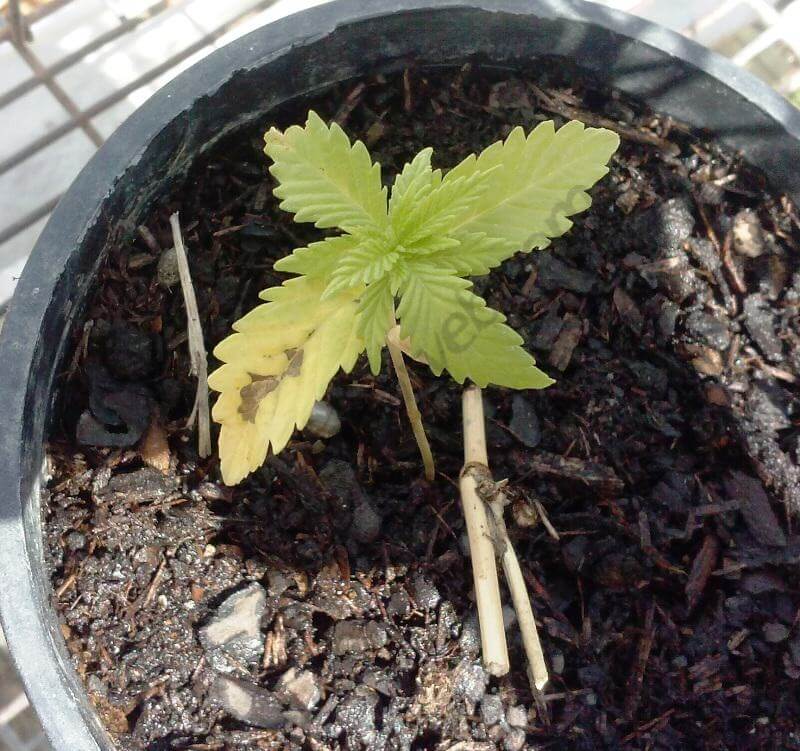 Exceso de agua en una planta marihuana pequeña