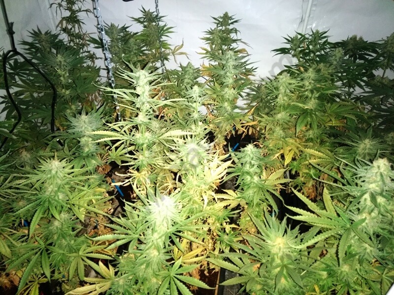 Cultivo de marihuana en interior con 40ºC