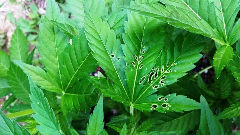 Mordeduras en las hojas por insectos