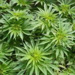 Plantas marihuana en crecimiento