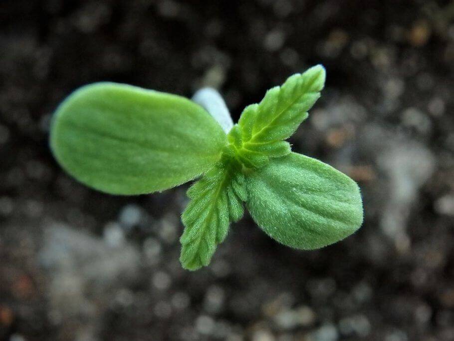 Unas buenas condiciones aseguran la germinación