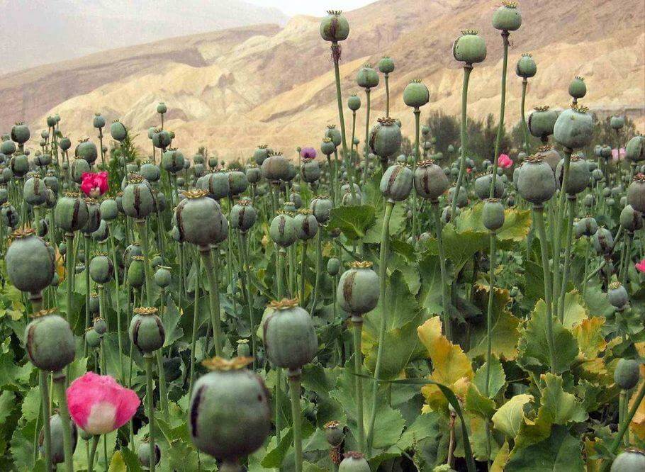 As hashish production increases, opium decreases