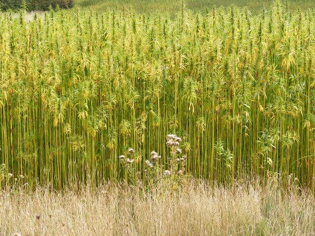 Hemp grows tall, without side branches