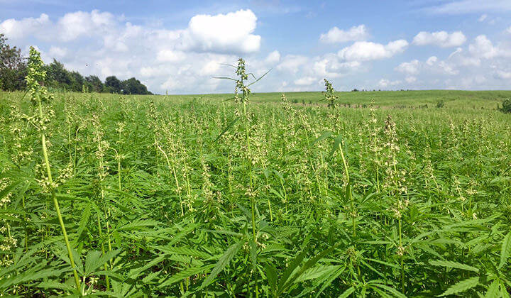 Male plants are not usually removed from hemp fields