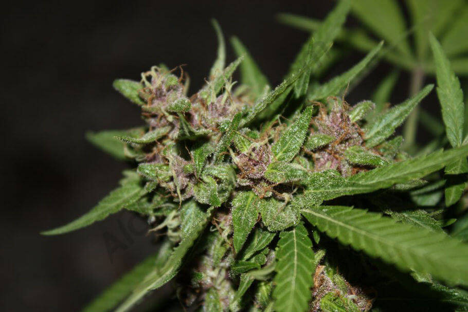 Ejemplar de cannabis de hoja verde y flor morada
