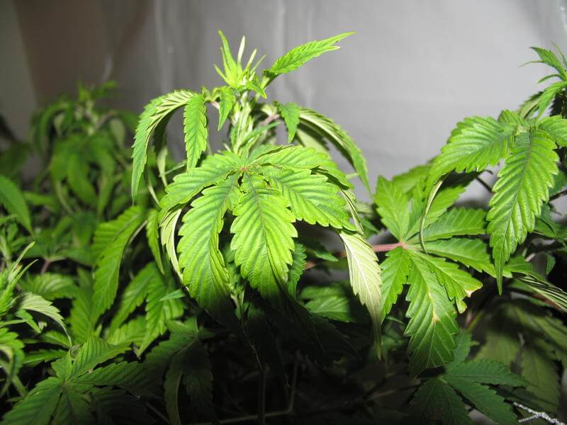 Exceso de riego en planta de cannabis