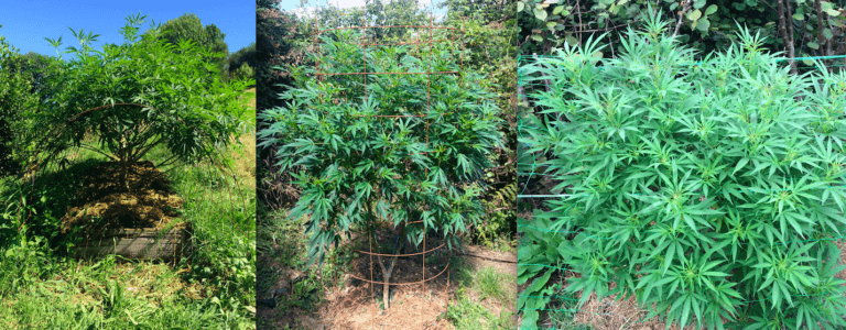 Distintas maneras de guiar el crecimiento del cannabis con mallas o enrejados