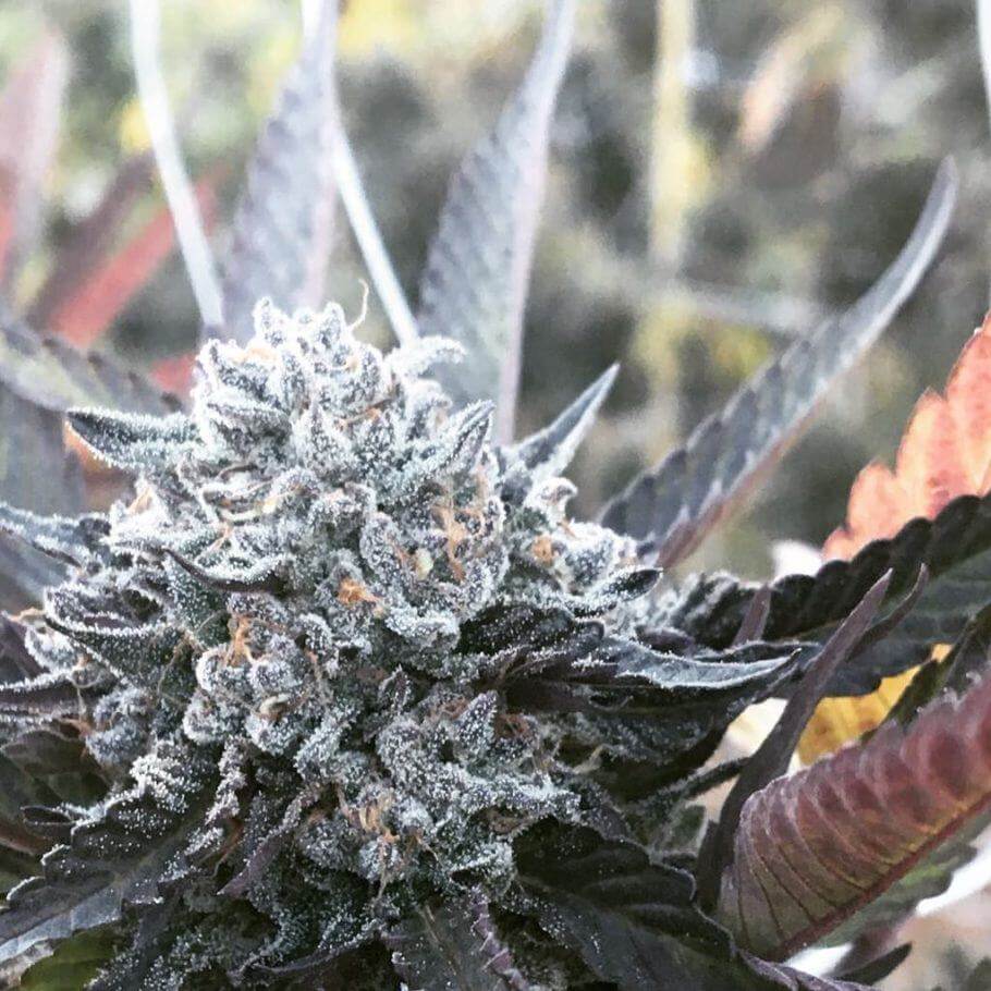 Fruit Flambé de AFC cultivada en exterior Fruit Flambé de AFC cultivada en exterior