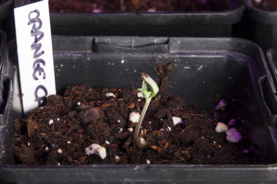 Tras plantar la semilla, pronto veremos aparecer a nuestra pequeña plántula