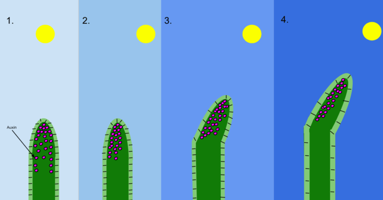 Posición de las auxinas (hormonas de crecimiento) en las plántulas en crecimiento
