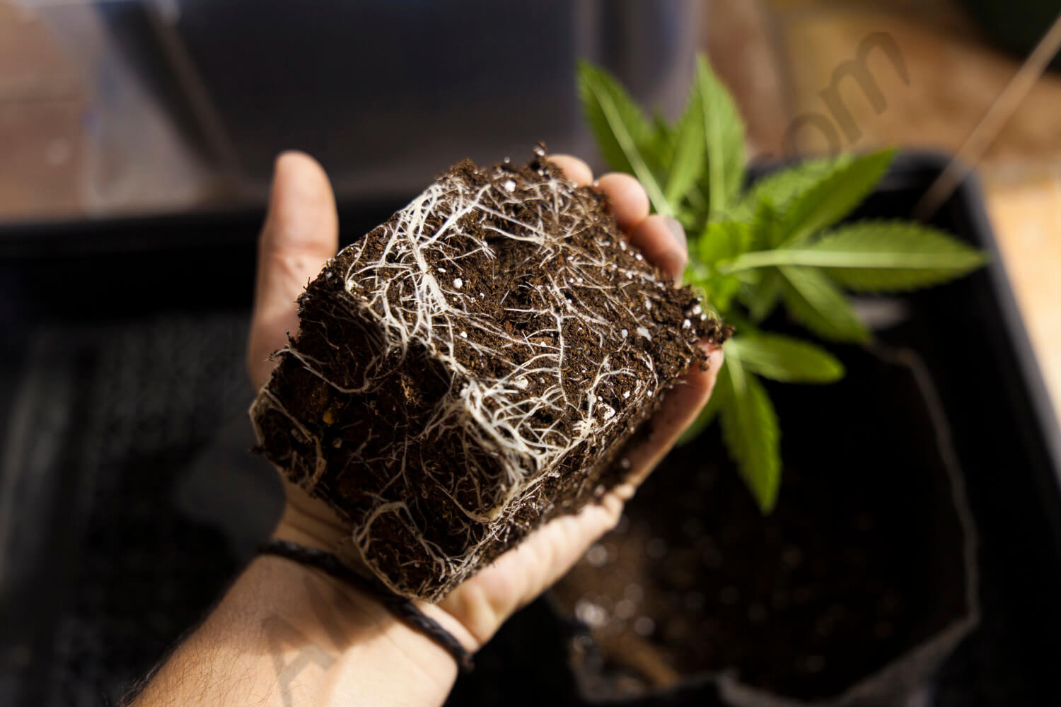 Las raíces de las plantas de marihuana