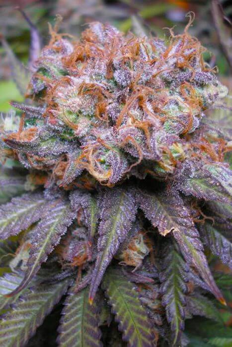 La mítica Querkle de TGA Subcool La mítica Querkle de TGA Subcool