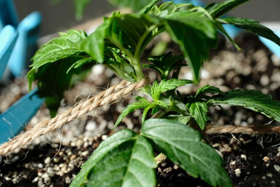 El crecimiento de las plantas de cannabis puede guiarse de varias formas