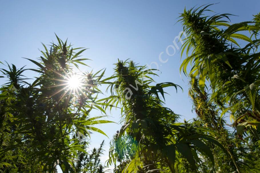 Marihuana en pleno suelo