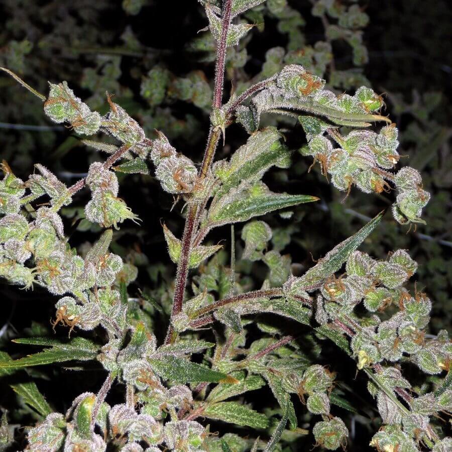 Marihuana Dr Grinspoon