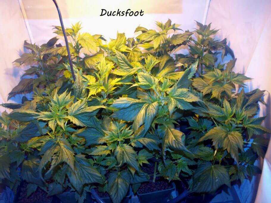 Marihuana Ducksfoot