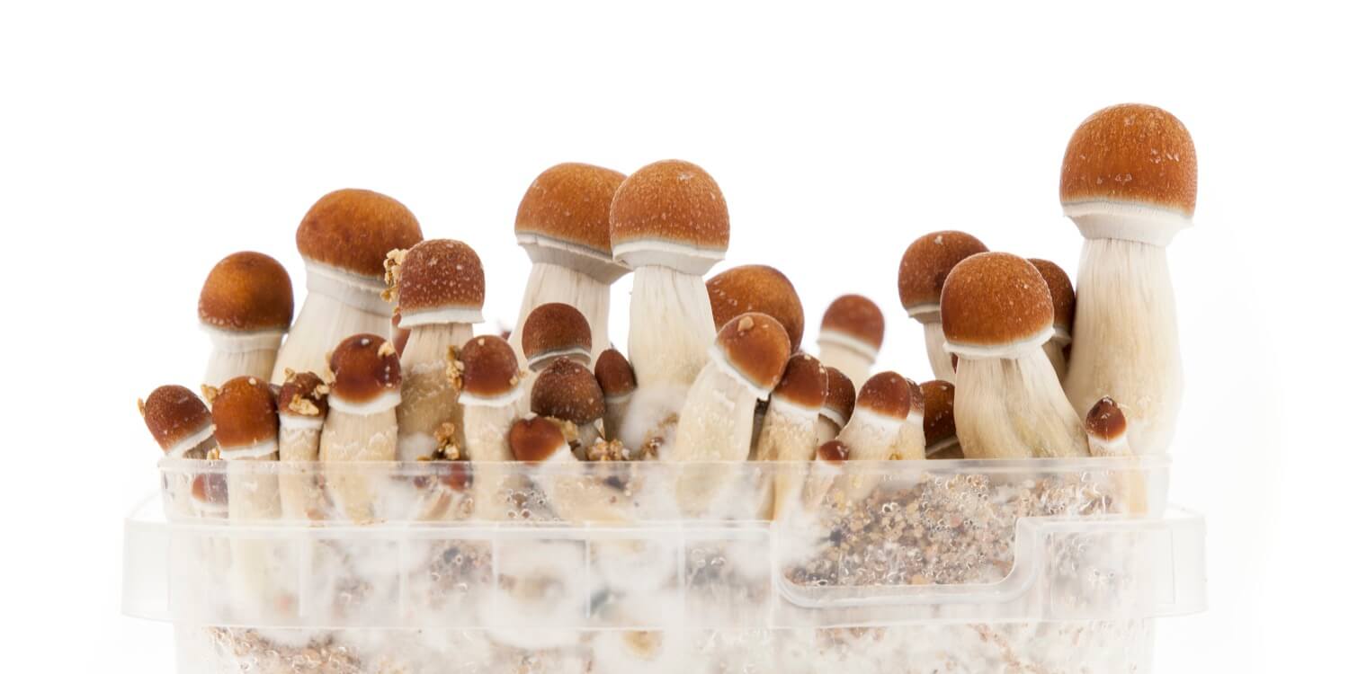 Pan de setas alucinógenas fructificado de la variedad Golden Teacher