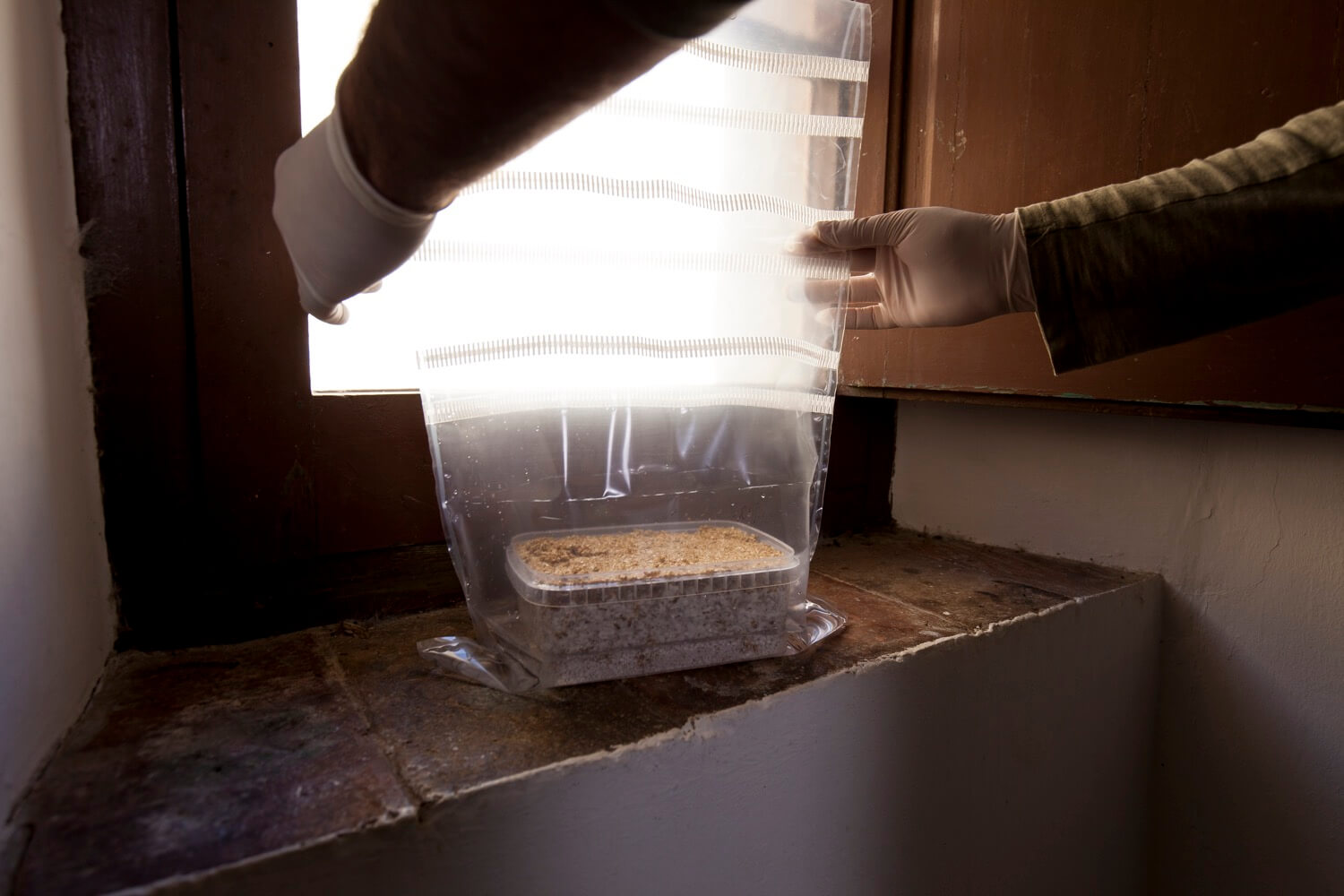 La bolsa de cultivo con el pan de setas mágicas debe ubicarse en un lugar horizontal, con una temperatura estable y sin el impacto de la luz directa