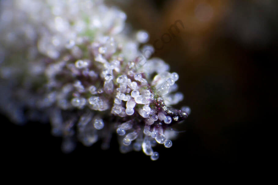 Purple Punch x Do-si-dos destaca por la producción de tricomas glandulares