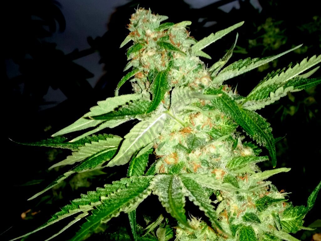 Key Lime Pie x Do-Si-Dos de Philosopher Seeds