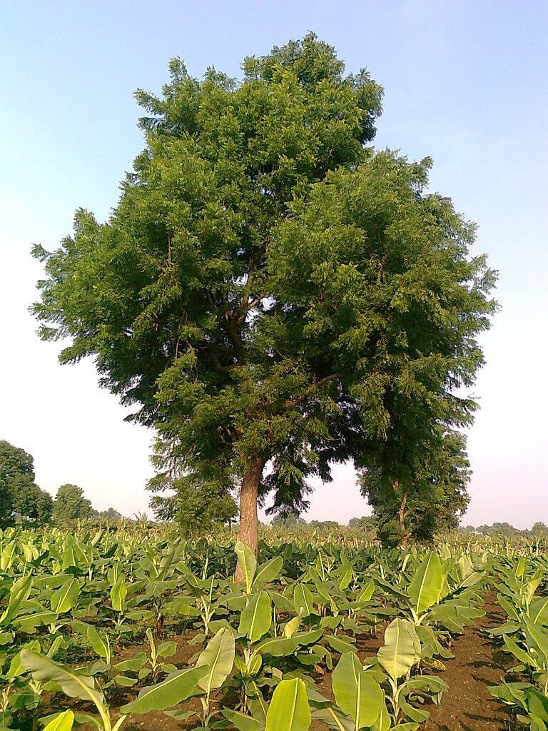 Árboles de Neem en medio de un cultivo de banana en India