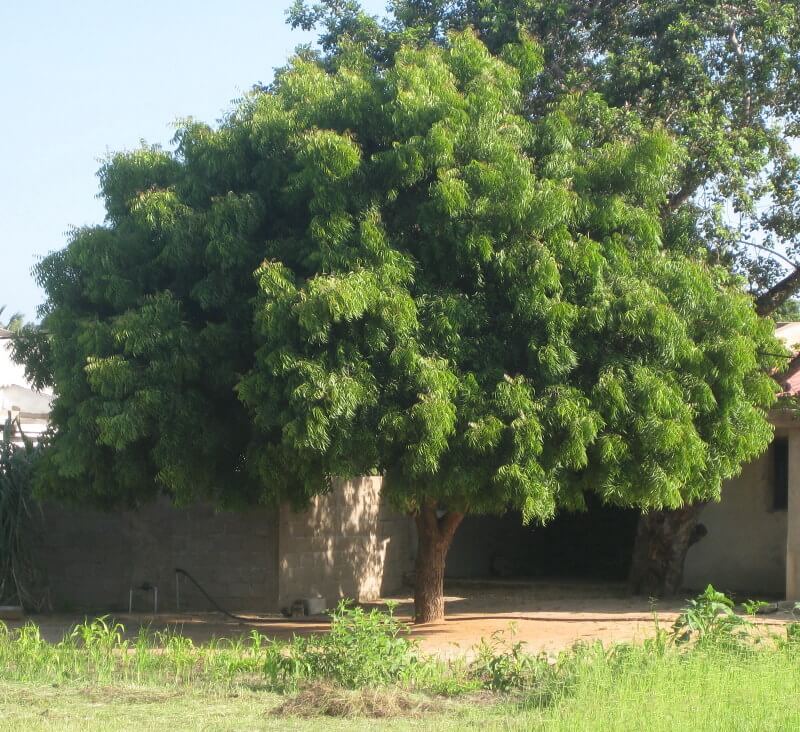 Ejemplar de árbol del Neem