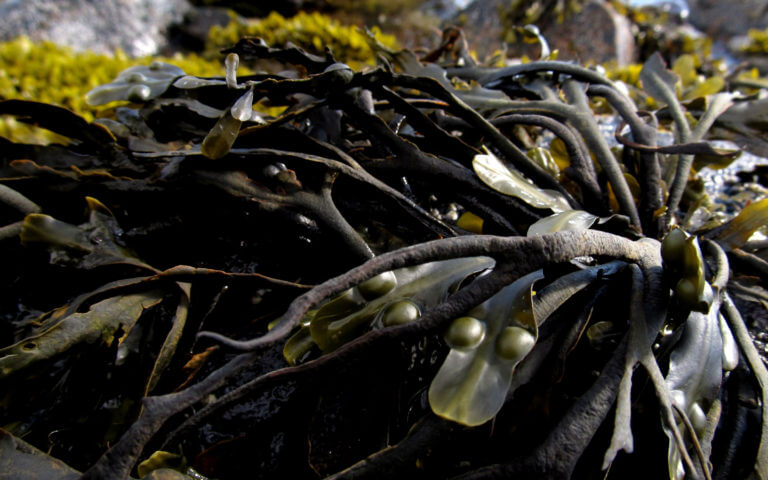 Las algas (kelp) son una excelente fuente de giberelinas, también de auxinas y citoquininas