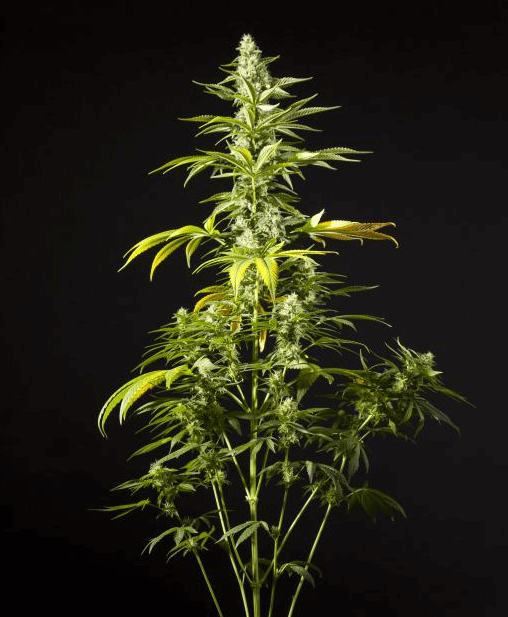 Cómo conservar la marihuana- Alchimia Grow Shop