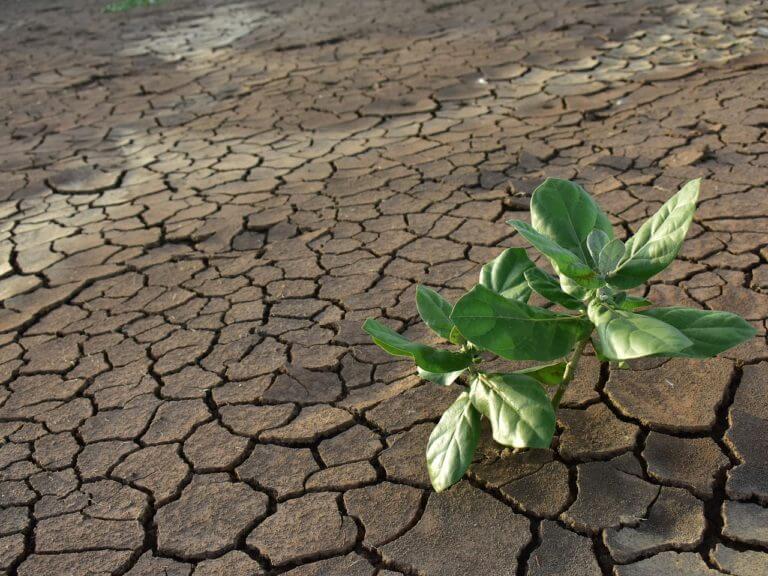 El ácido abscísico es crucial para la respuesta de las plantas a la sequía o al frío