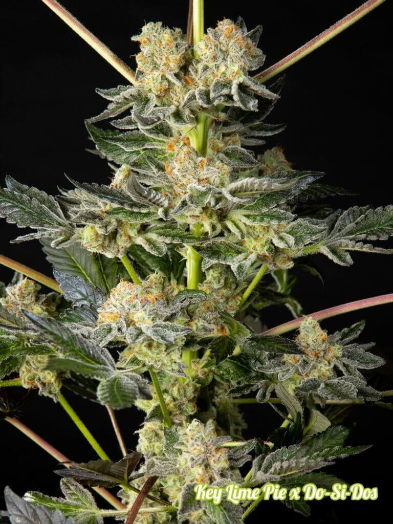 Key Lime Pie x Do-Si-Dos de Philosopher Seeds