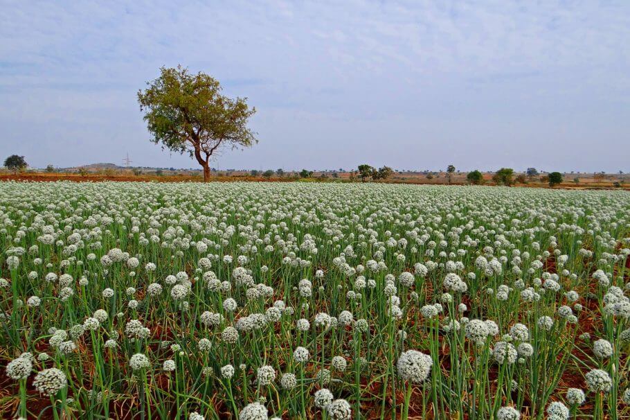 El Neem se utiliza en agricultura orgánica en todo el mundo