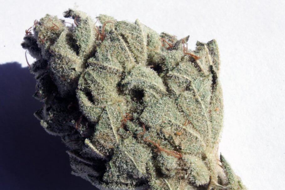 La producción de tricomas de GG4 es espectacular