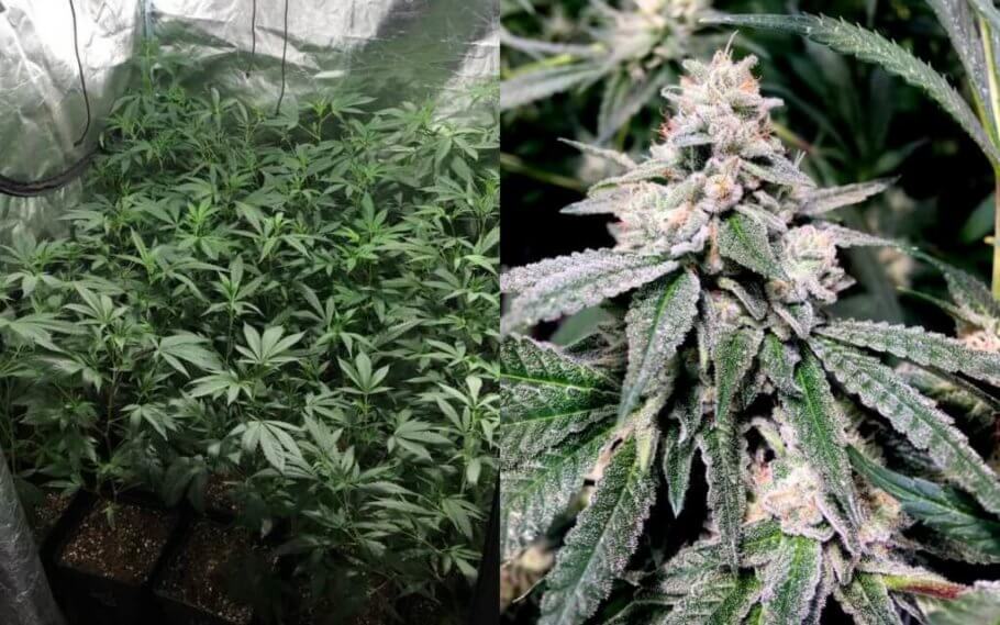 Izquierda: Cultivo de plantas de cannabis en crecimiento / Derecha: Cogollo de cannabis en final de floración
