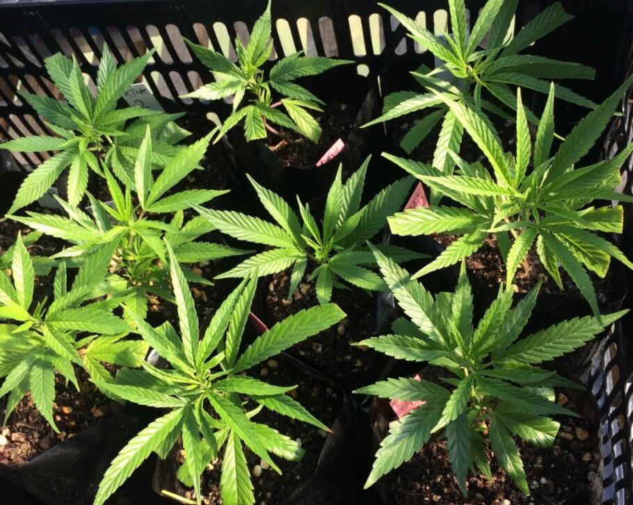 Clones en exterior recién llegados a la zona de cuarentena del cultivo