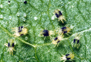 Los ácaros en una hoja en las etapas de adulto y huevo (Commonwealth Scientific and Industrial Research Organisation - CSIRO)