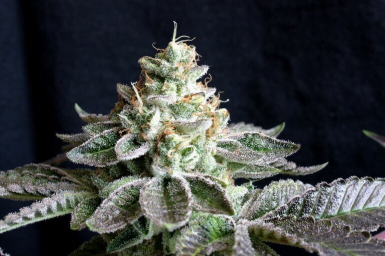 Cata de Pure Kush Cookies de Mamiko Seeds