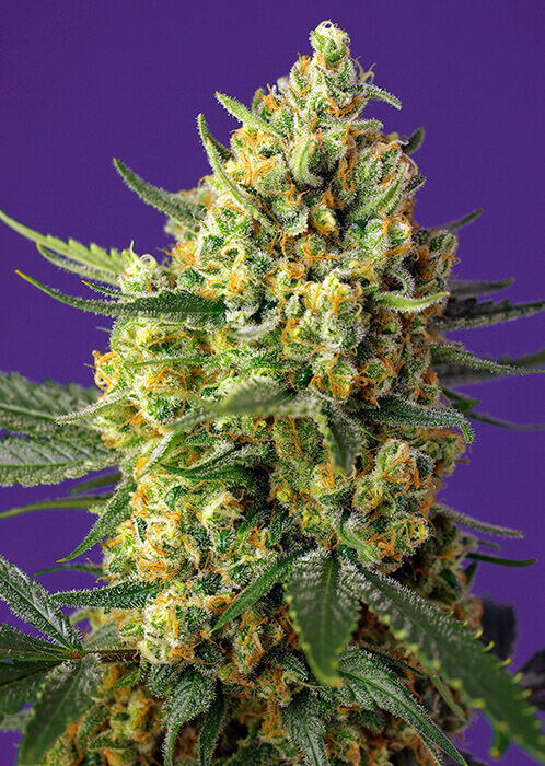 Crystal Candy XL Auto de Sweet Seeds