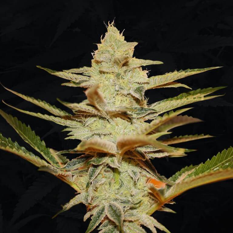 Stracciatella (Do-Si-Dos x Strawbanana Cream) de TH Seeds