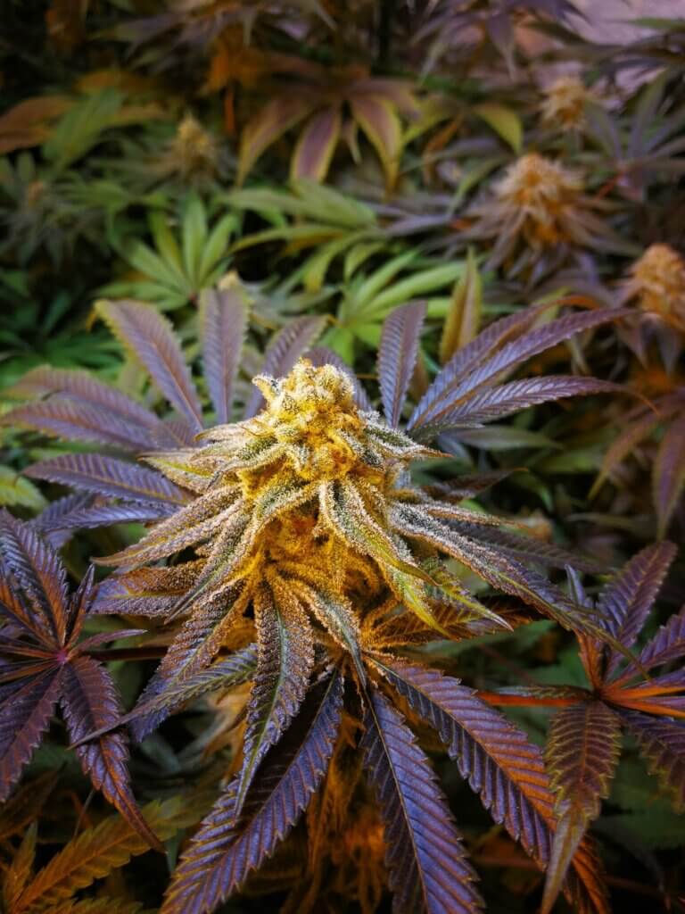Magnificent Purple Punch bud in full bloom