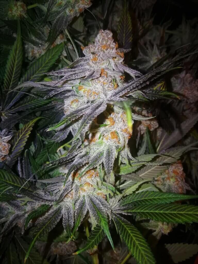 Purple Punch “Alpha cut” finalizando la floración en cultivo de interior