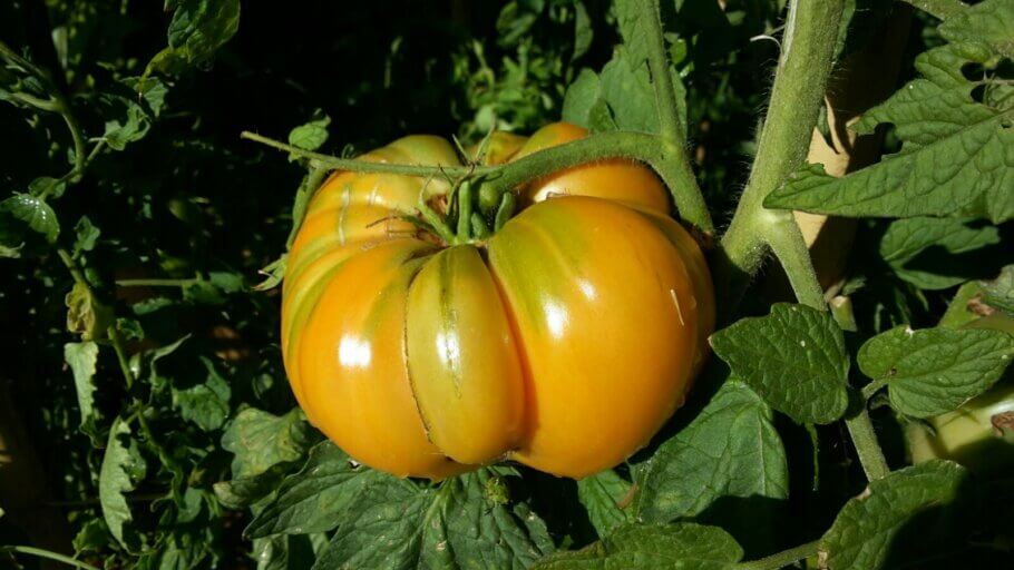 Las tomateras prefieren emplazamientos soleados