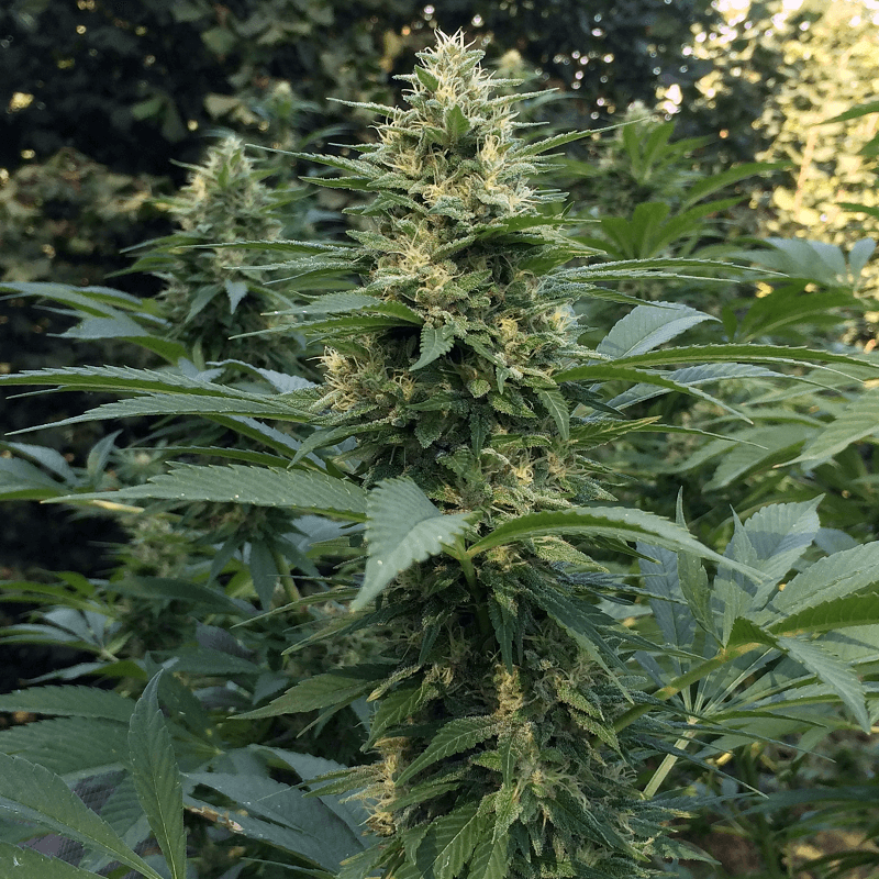 Espectacular cola de Sour PCK cultivada en Supersoil (Foto: @theenglishcut)