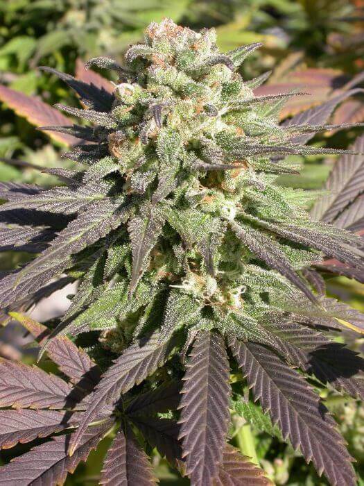 CBD Warlock de Serious Seeds en exterior