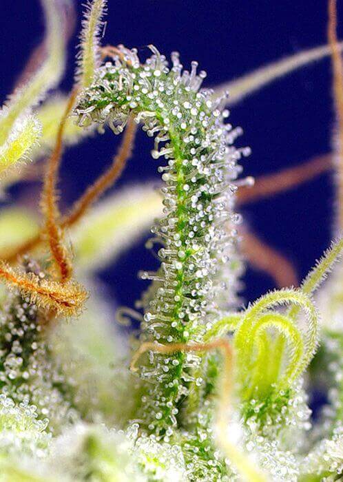 Detalle de Green Poison CBD de Sweet Seeds