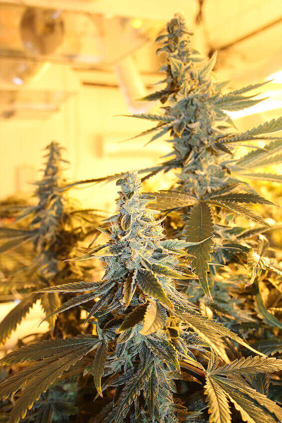 Orange Blossom Fizz de Dark Horse Genetics