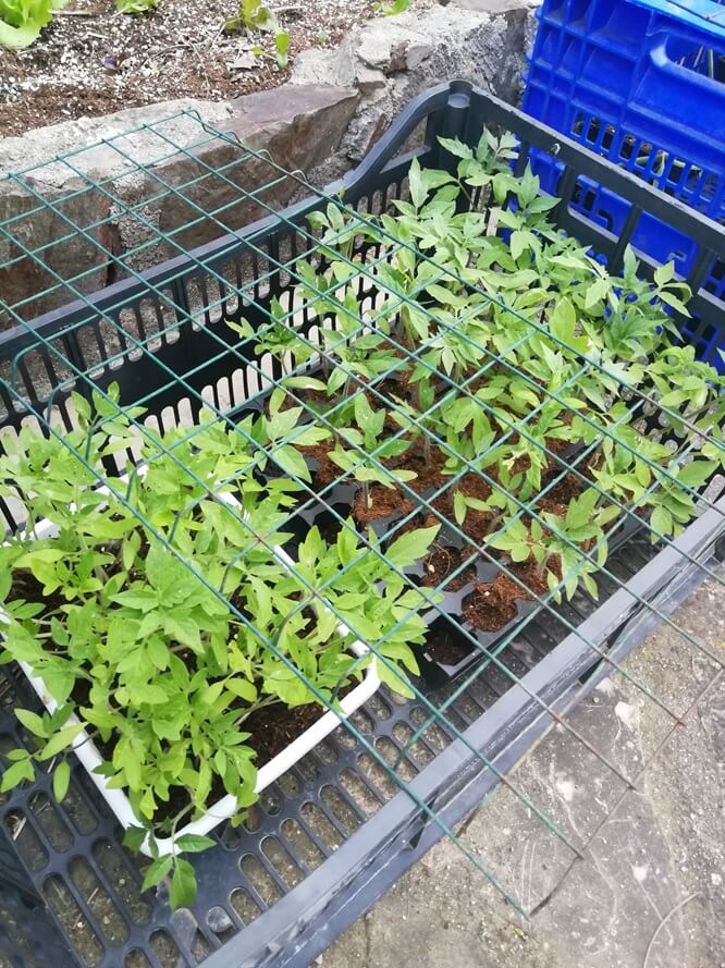 Plantel con diversas variedades de tomate